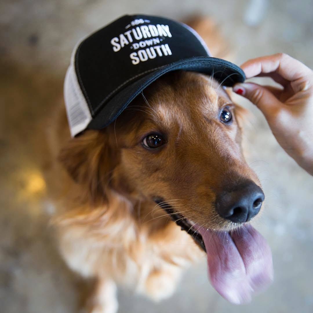 A golden retriever wearing a Saturday Down South hat